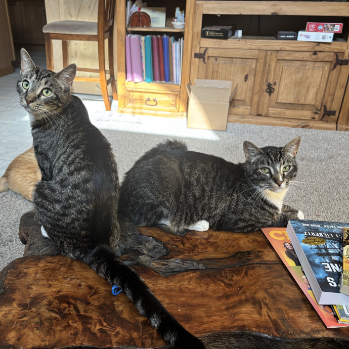 Jen's Cat Care-Lincoln Roseville  Rocklin
