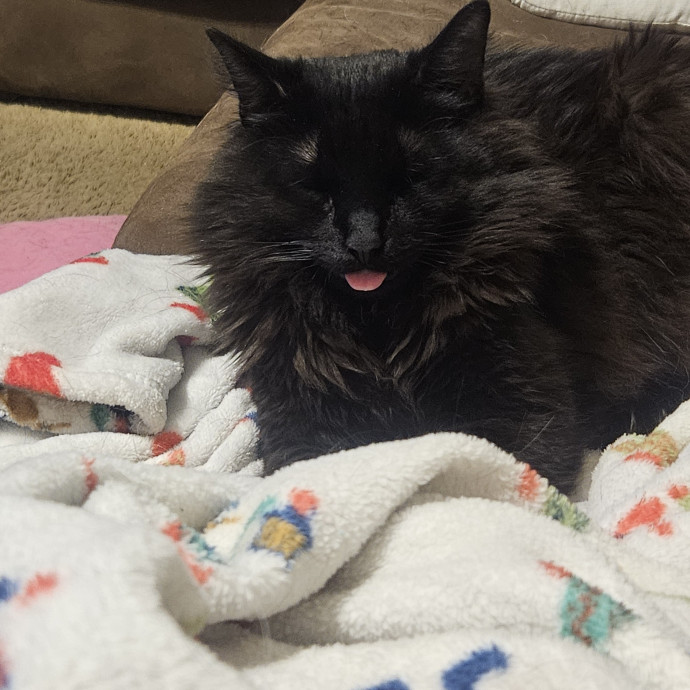 Your Cat's Temporary Human