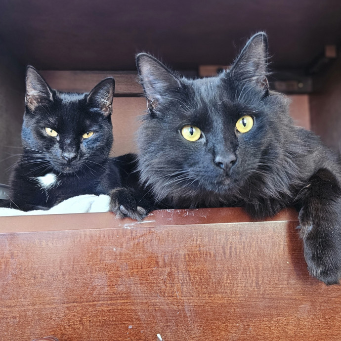 Your Cat's Temporary Human