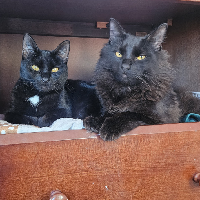 Your Cat's Temporary Human