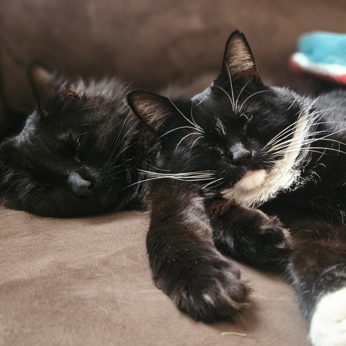 Your Cat's Temporary Human