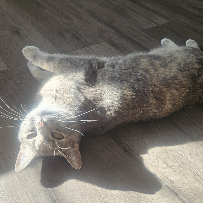Your Cat's Temporary Human