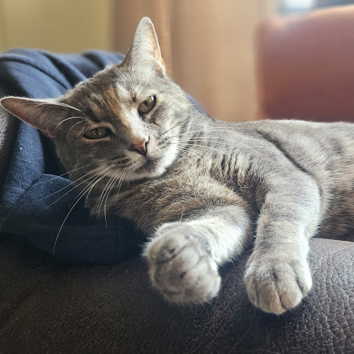Your Cat's Temporary Human