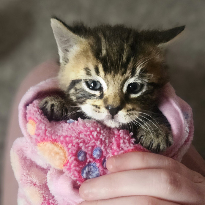 Your Cat's Temporary Human