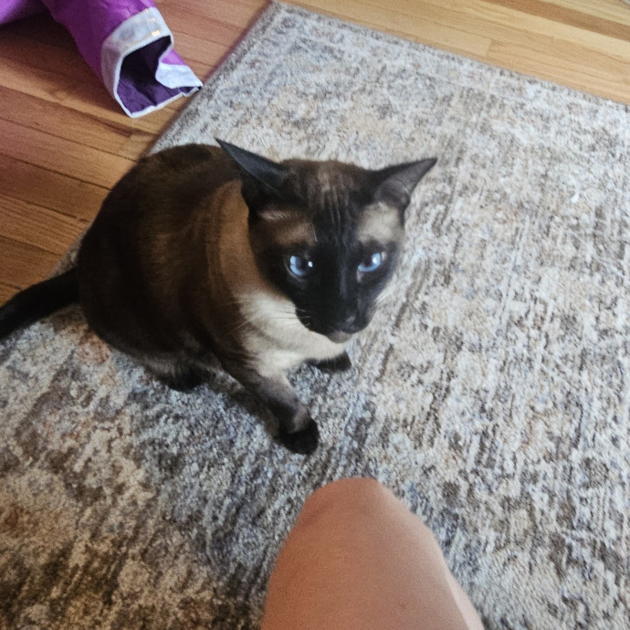 Your Cat's Temporary Human