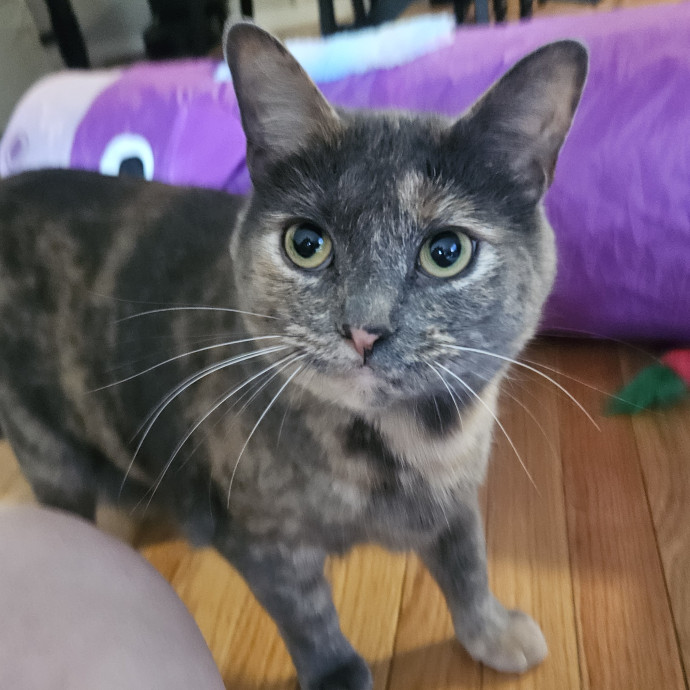Your Cat's Temporary Human