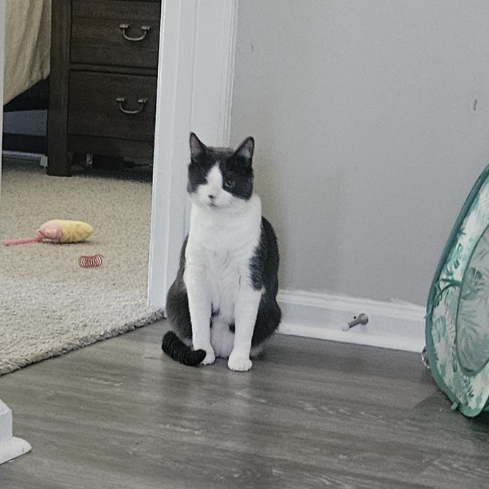 Your Cat's Temporary Human