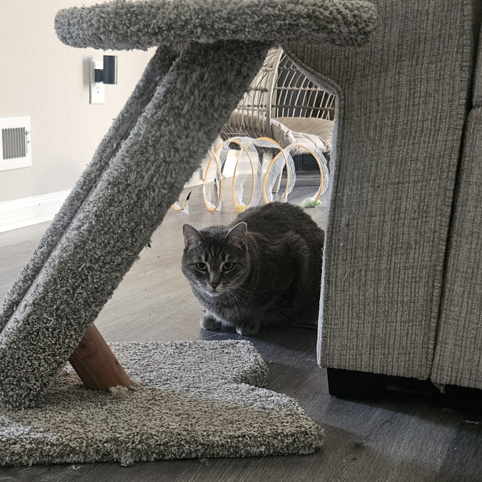 Your Cat's Temporary Human