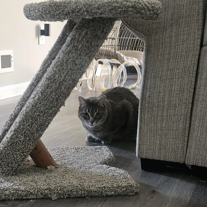 Your Cat's Temporary Human photo 2