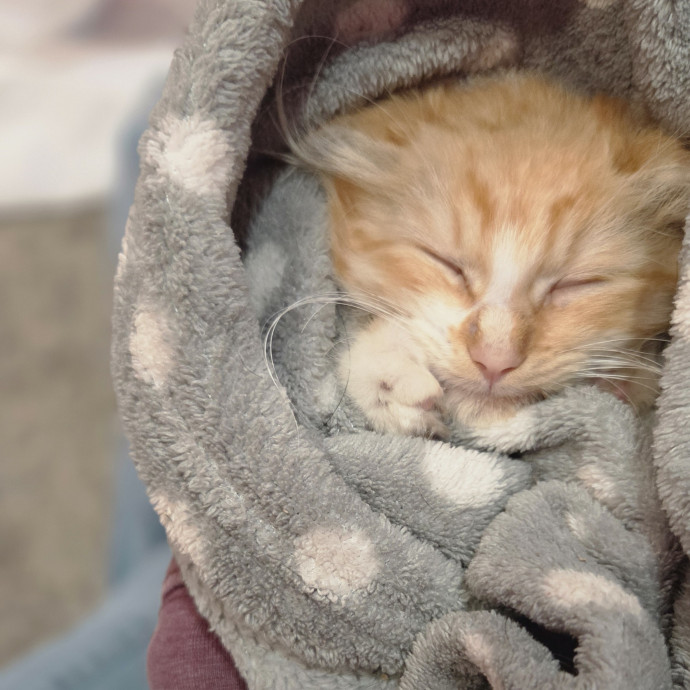 Your Cat's Temporary Human