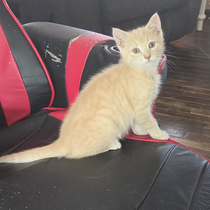 Your Cat's Temporary Human