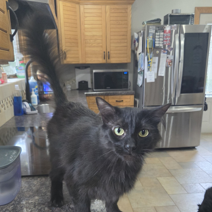 Your Cat's Temporary Human