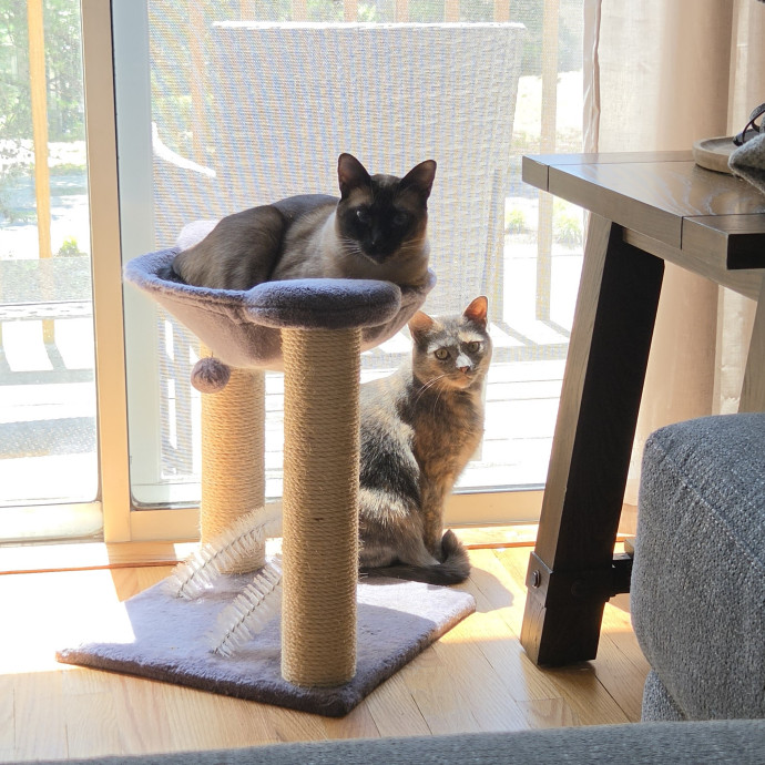 Your Cat's Temporary Human