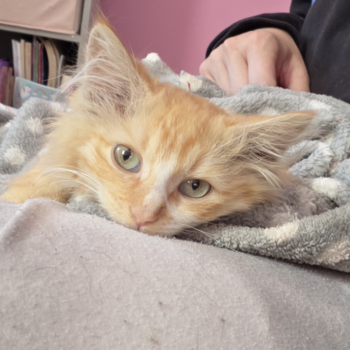 Your Cat's Temporary Human