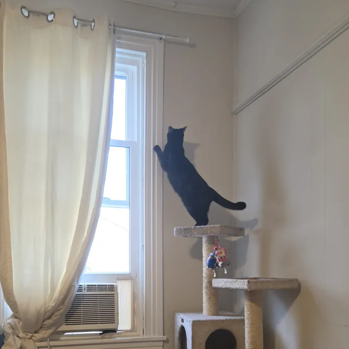 Your Cat's Temporary Human