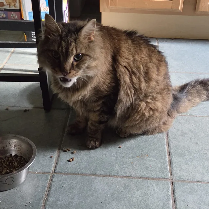 Your Cat's Temporary Human