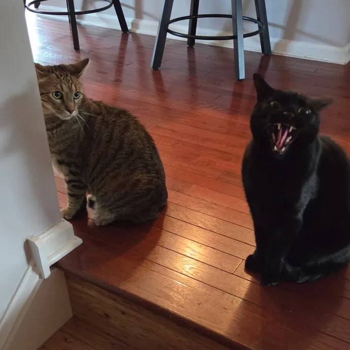 Your Cat's Temporary Human photo 4