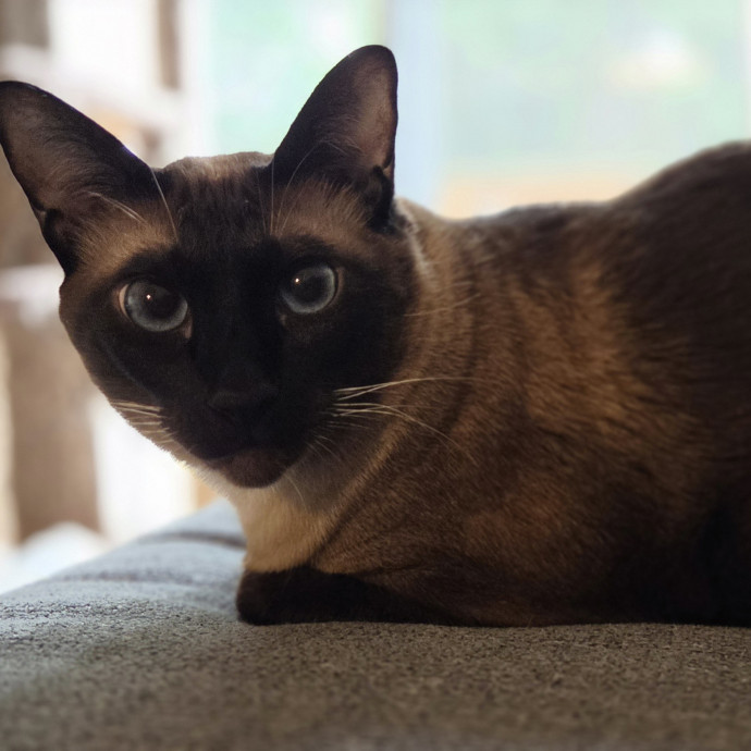 Your Cat's Temporary Human
