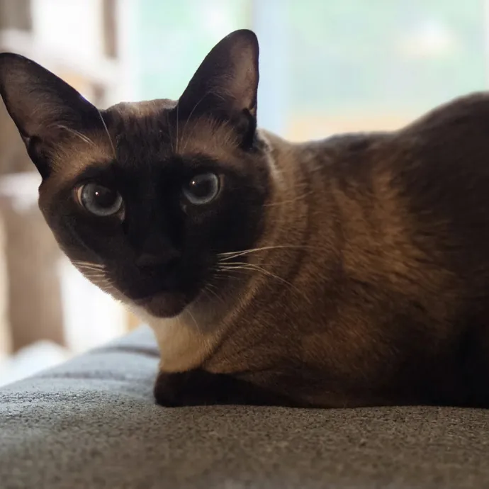 Your Cat's Temporary Human photo 3