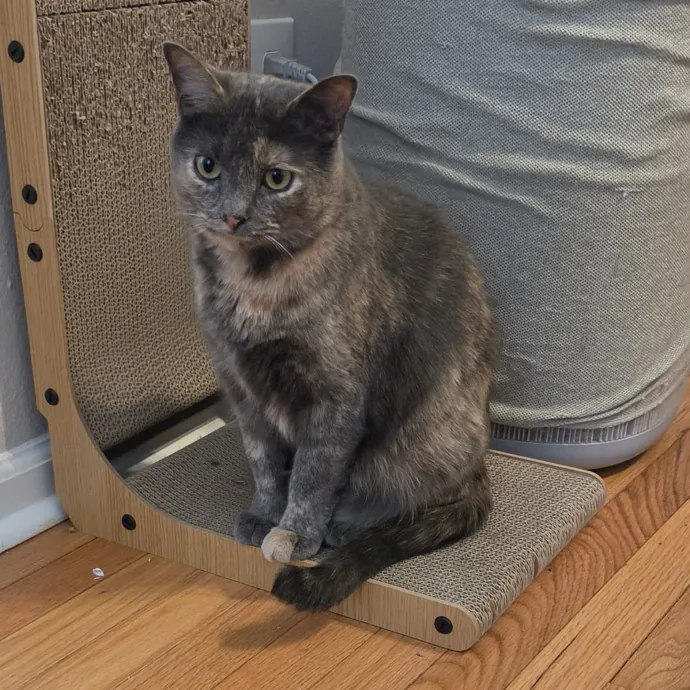 Your Cat's Temporary Human photo 2