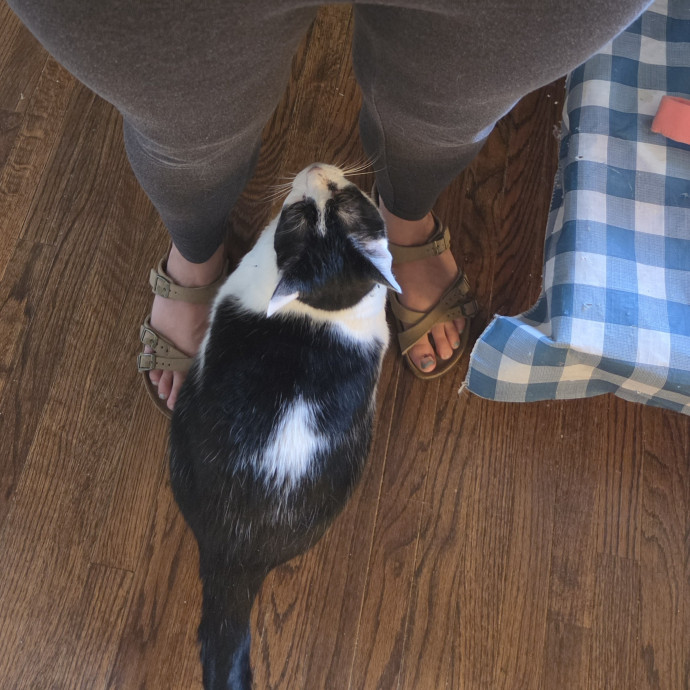Your Cat's Temporary Human