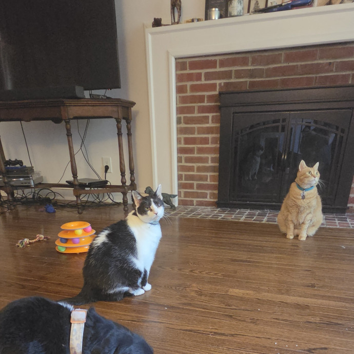Your Cat's Temporary Human photo 3