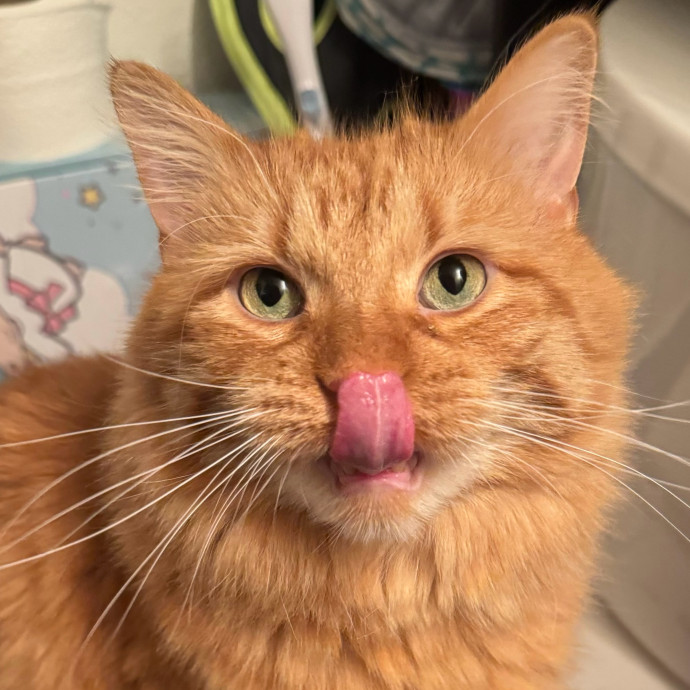Purrsonalized Kitty Care