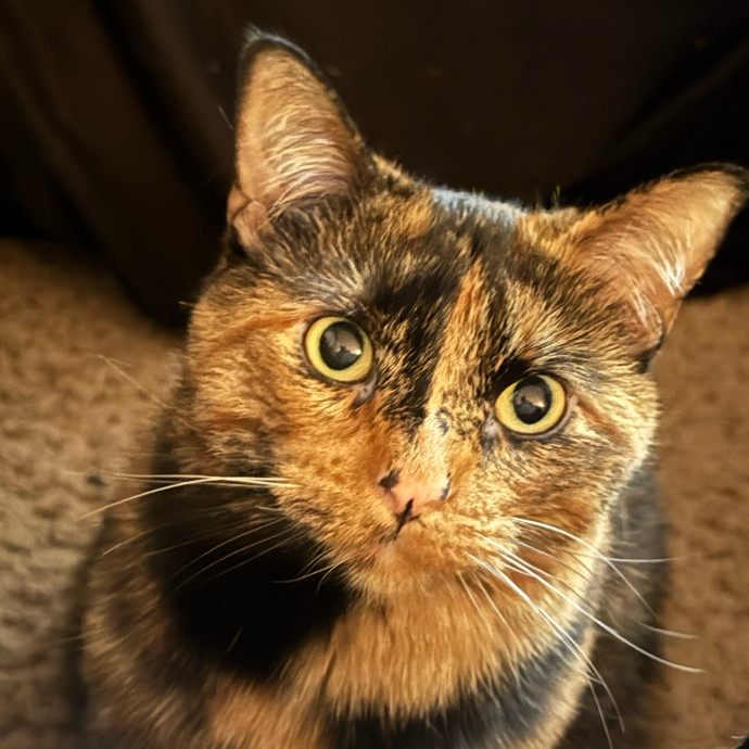 Purrsonalized Kitty Care