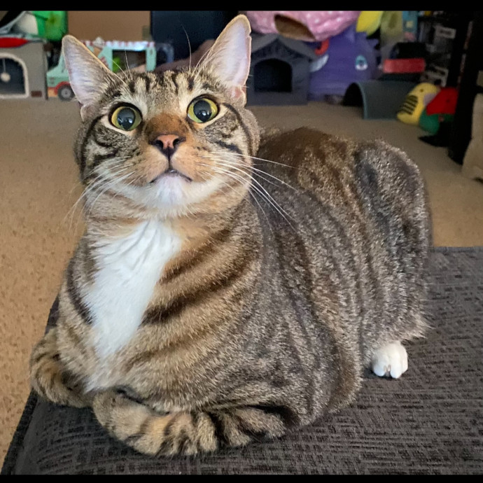 Purrsonalized Kitty Care