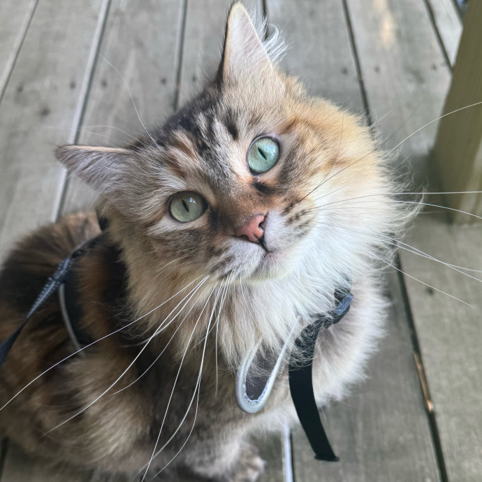Purrsonalized Kitty Care