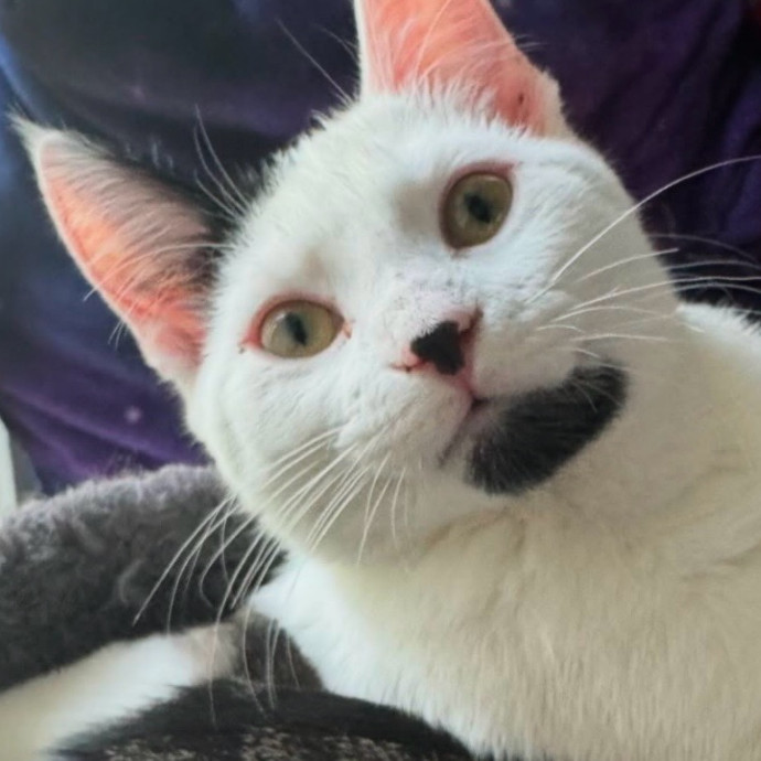 Purrsonalized Kitty Care