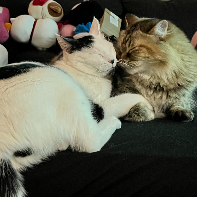 Purrsonalized Kitty Care
