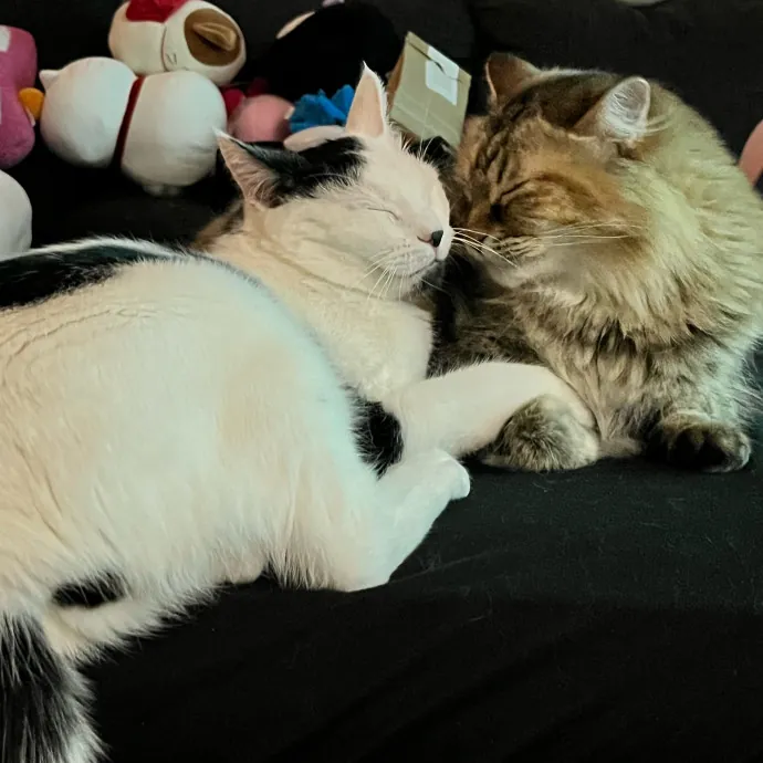 Purrsonalized Kitty Care