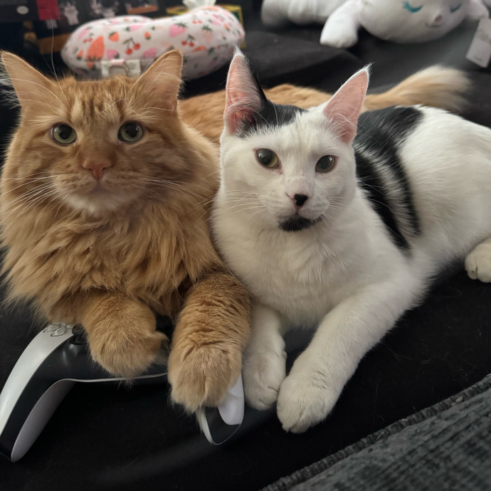 Purrsonalized Kitty Care