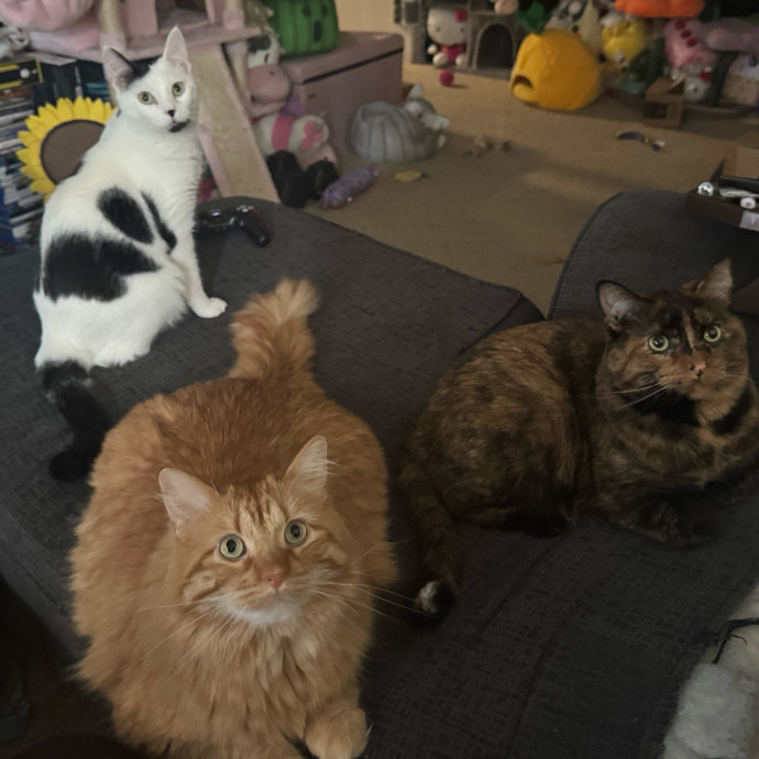 Purrsonalized Kitty Care