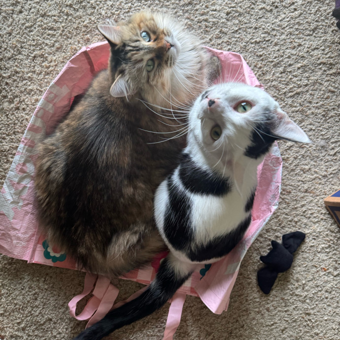 Purrsonalized Kitty Care