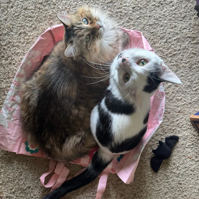Purrsonalized Kitty Care