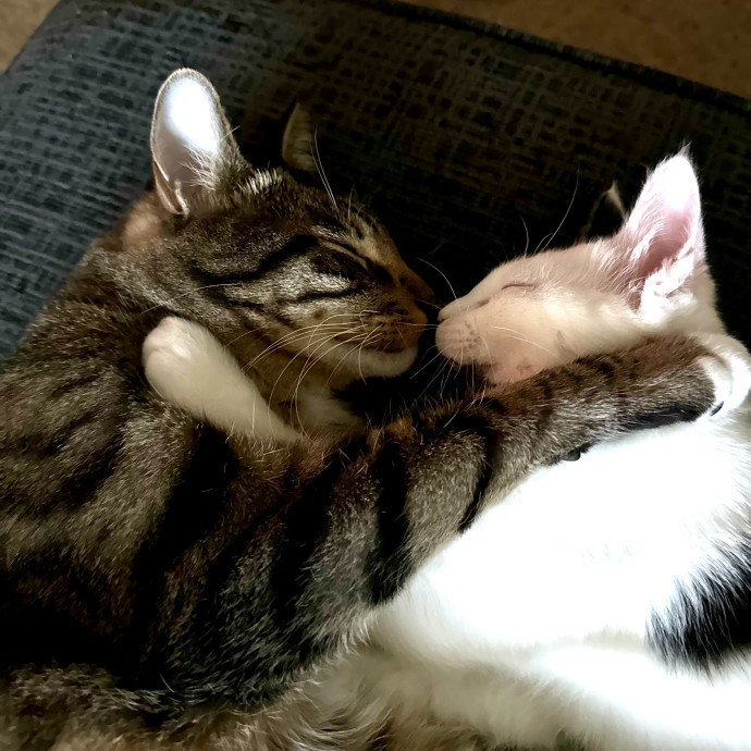 Purrsonalized Kitty Care
