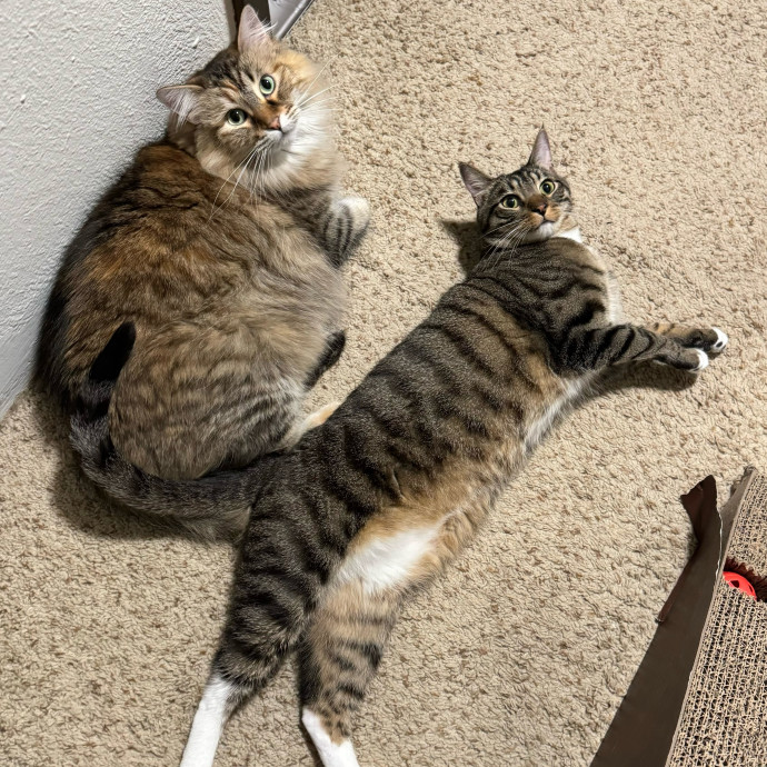 Purrsonalized Kitty Care