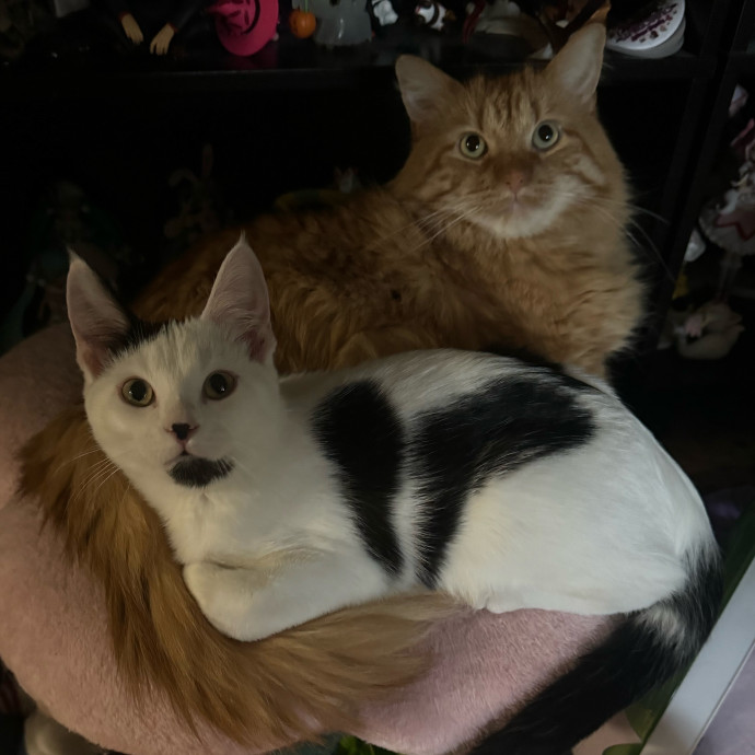 Purrsonalized Kitty Care