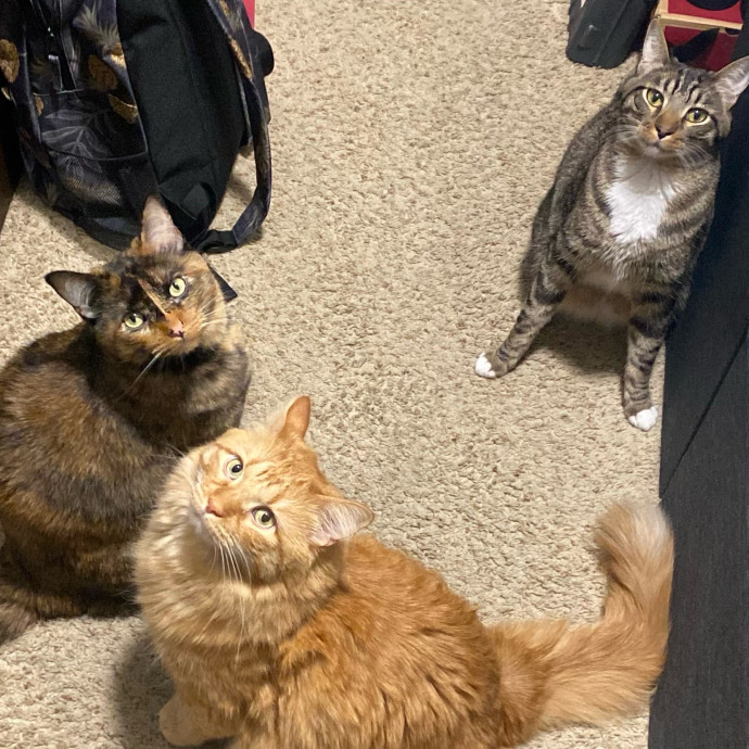 Purrsonalized Kitty Care