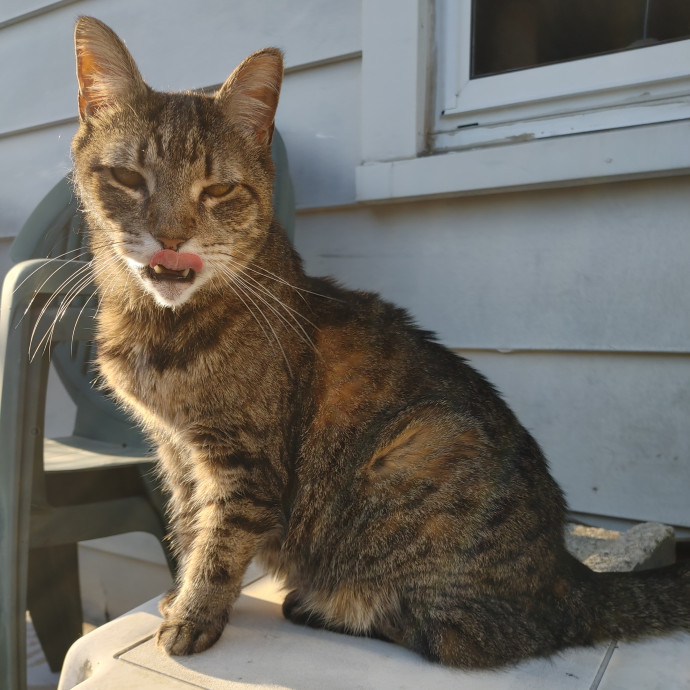 Amber's Cat Sitting
