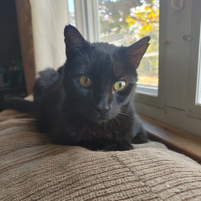 Amber's Cat Sitting