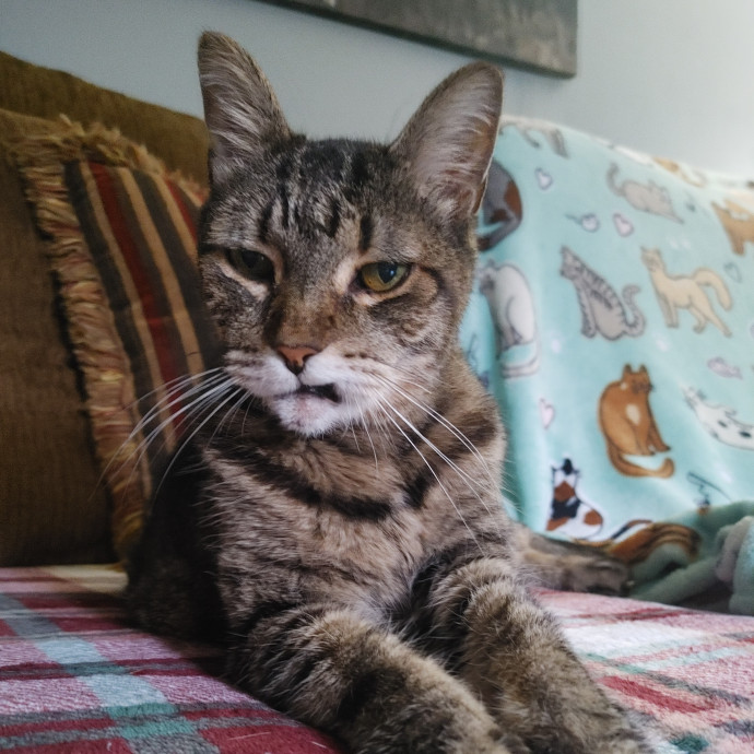 Amber's Cat Sitting