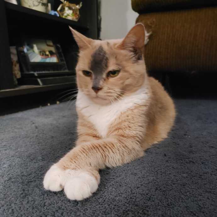 Amber's Cat Sitting