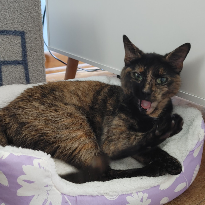 Amber's Cat Sitting