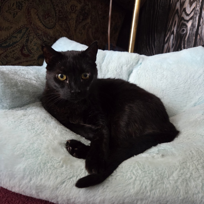 Amber's Cat Sitting