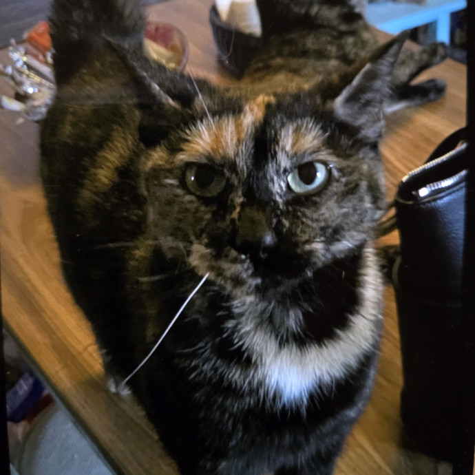 Amber's Cat Sitting