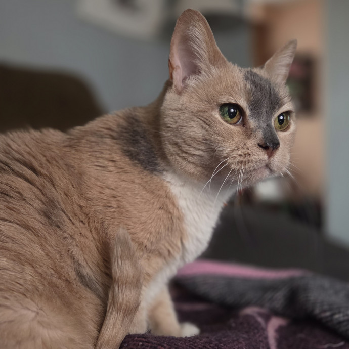 Amber's Cat Sitting