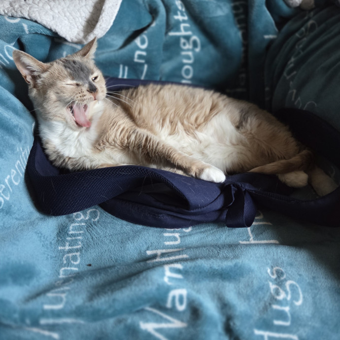 Amber's Cat Sitting
